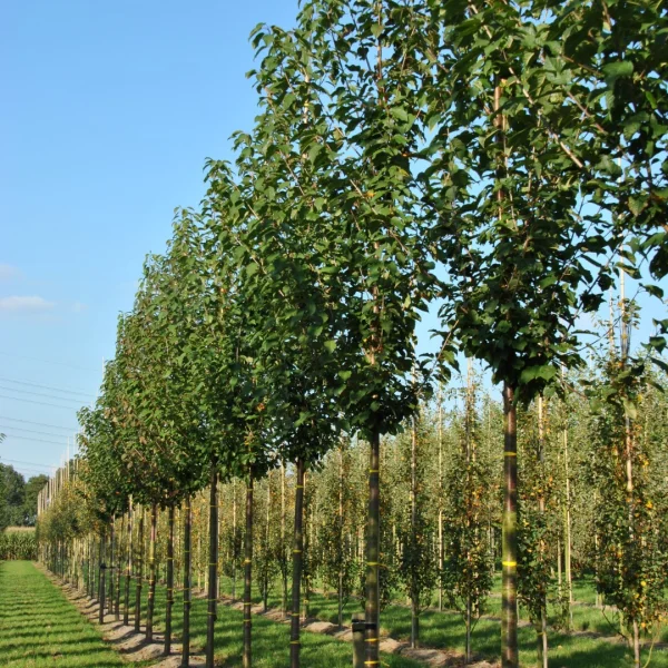 Prunus avium 'Landscape Bloom' – Prunus avium 'Landscape Bloom'