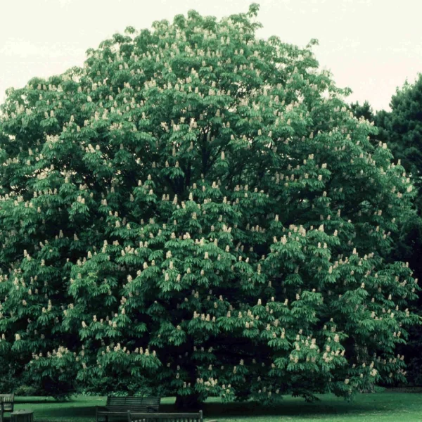 Aesculus indica – Aesculus indica