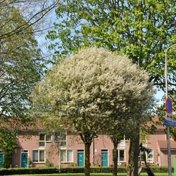 Prunus ×eminens 'Umbraculifera' – Prunus ×eminens 'Umbraculifera'