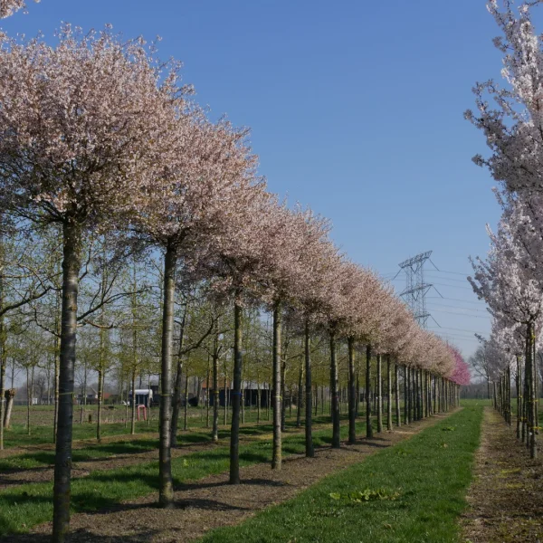 Prunus incisa 'Kojou-no-mai' – Prunus incisa 'Kojou-no-mai'