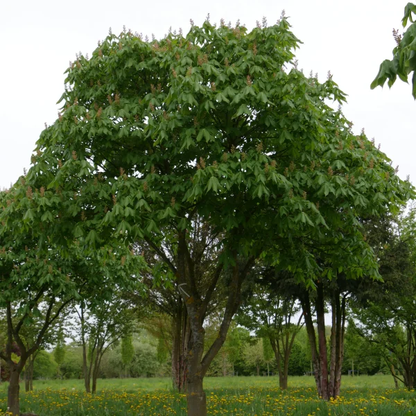 Aesculus ×mutabilis 'Induta' – Aesculus ×mutabilis 'Induta'
