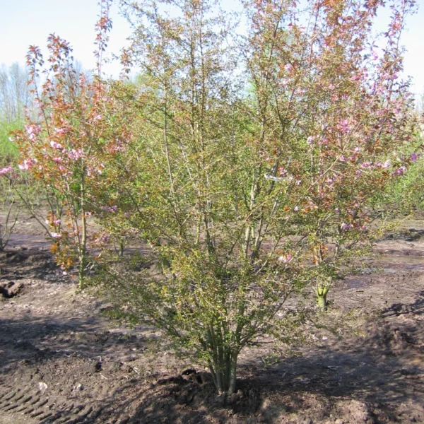 Prunus incisa 'Mikinori' – Prunus incisa 'Mikinori'