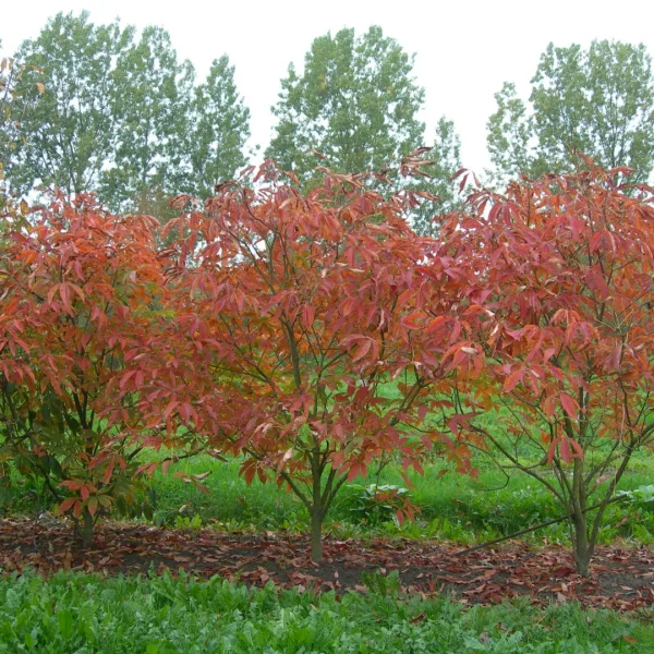 Aesculus ×neglecta 'Autumn Fire' – Aesculus ×neglecta 'Autumn Fire'