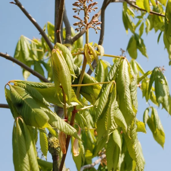 Aesculus pavia var. discolor – Aesculus pavia var. discolor