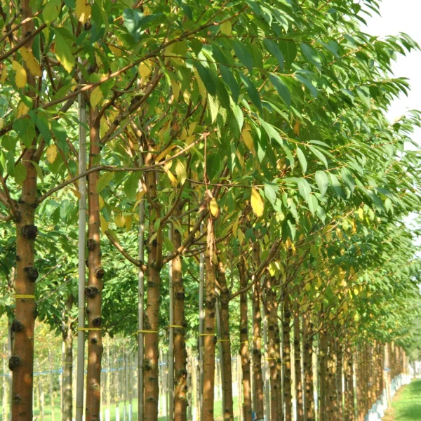 Prunus maackii – Manchurian cherry, Amur cherry