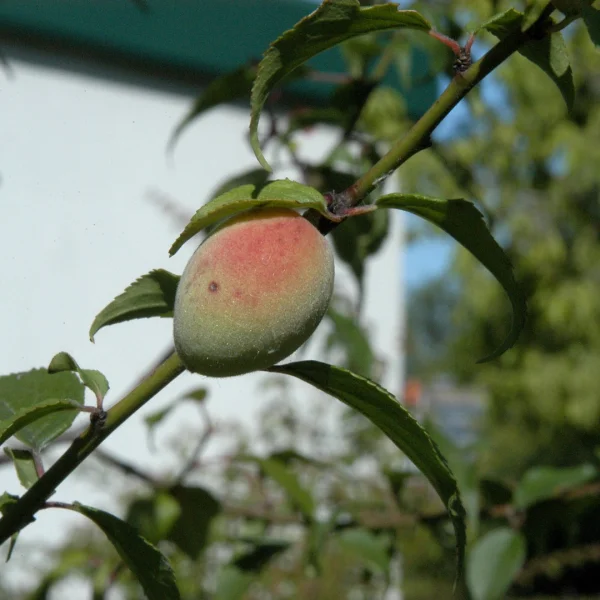 Prunus mume – Japanese apricot