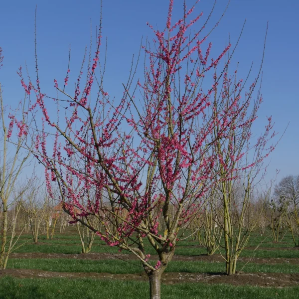 Prunus mume 'Beni-chi-dori' – Prunus mume 'Beni-chi-dori'