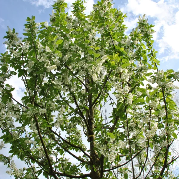 Prunus padus 'Albertii' – Prunus padus 'Albertii'