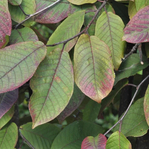 Prunus padus 'Colorata' – Prunus padus 'Colorata'