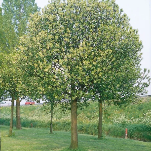 Prunus padus 'Nana' – Prunus padus 'Nana'