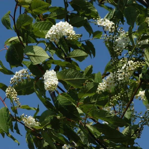 Prunus padus 'Watereri' – Prunus padus 'Watereri'