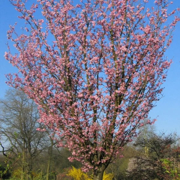 Prunus sargentii 'Rancho' – Prunus sargentii 'Rancho'