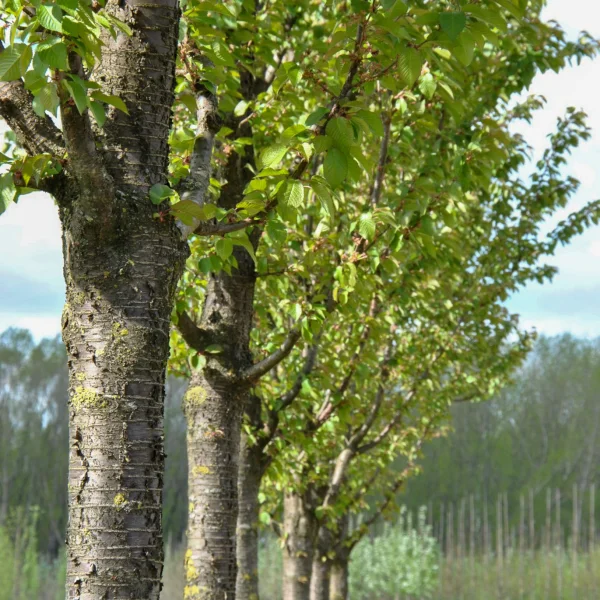 Prunus ×schmittii – Prunus ×schmittii