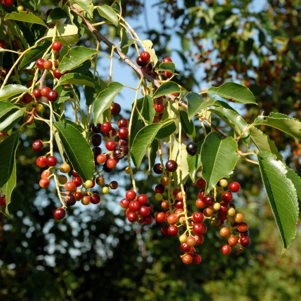 Prunus serotina – Black cherry, Rum cherry