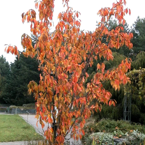 Prunus serrulata 'Amanogawa' – Prunus serrulata 'Amanogawa'