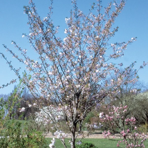 Prunus serrulata 'Ichiyo' – Prunus serrulata 'Ichiyo'