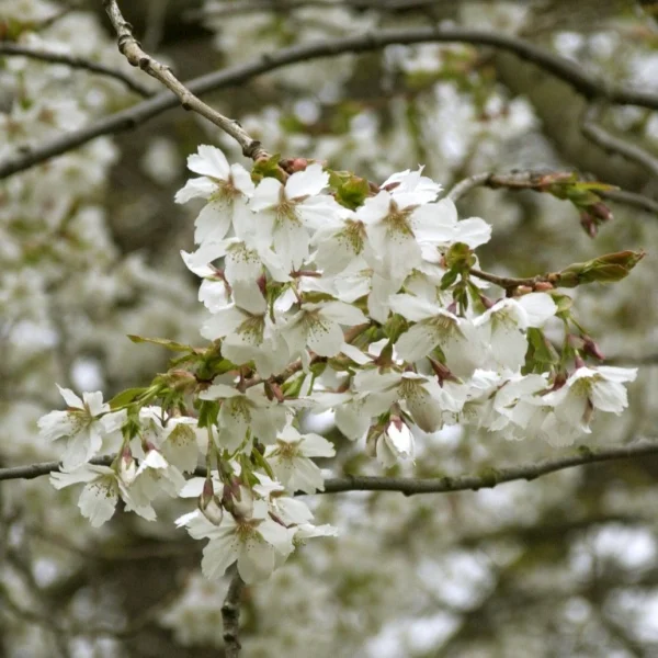 Prunus serrulata 'Jo-nioi' – Prunus serrulata 'Jo-nioi'