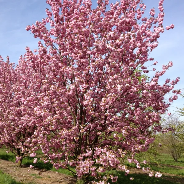 Prunus serrulata 'Kanzan' – Prunus serrulata 'Kanzan'