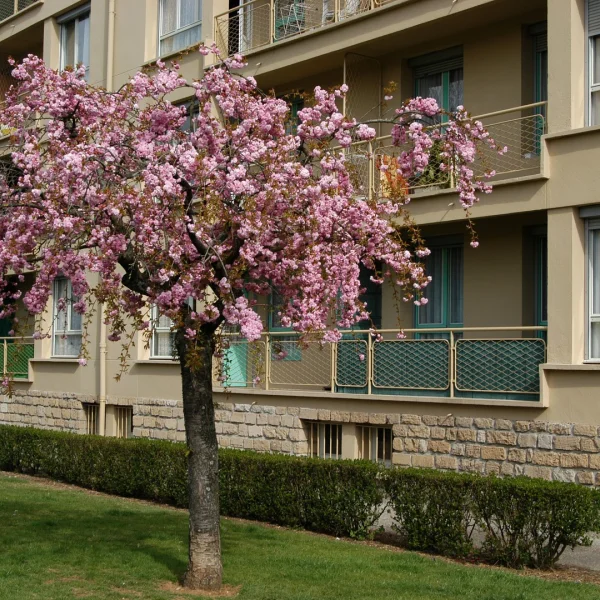 Prunus 'Kiku-shidare-zakura' – Prunus 'Kiku-shidare-zakura'