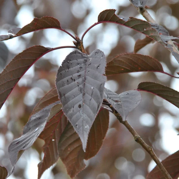Prunus serrulata 'Royal Burgundy' – Prunus serrulata 'Royal Burgundy'
