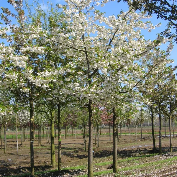 Prunus serrulata 'Shirotae' – Prunus serrulata 'Shirotae'