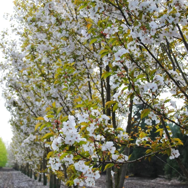 Prunus serrulata 'Taihaku' – Prunus serrulata 'Taihaku'