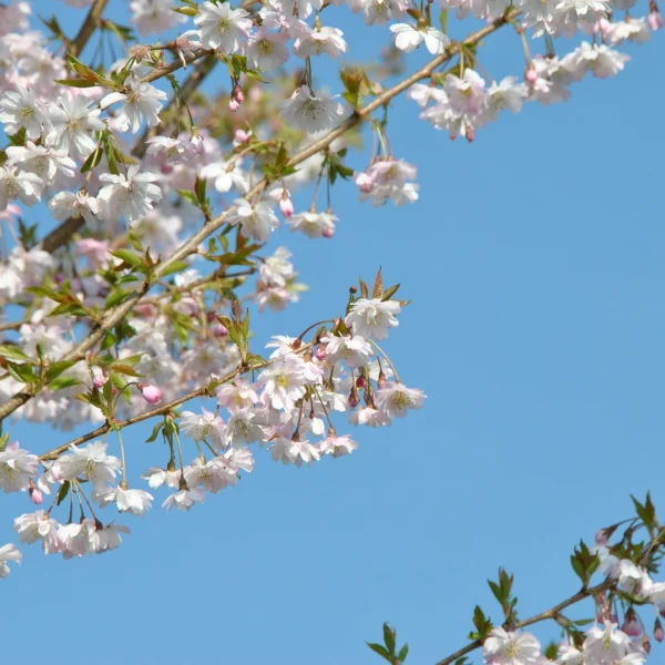 Prunus ×subhirtella 'Autumnalis Rosea' – Prunus ×subhirtella 'Autumnalis Rosea'