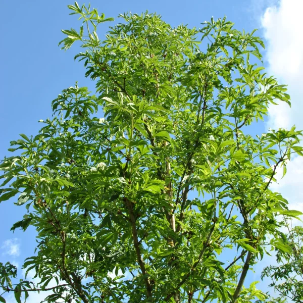 Aesculus 'Digitata' – Aesculus 'Digitata'