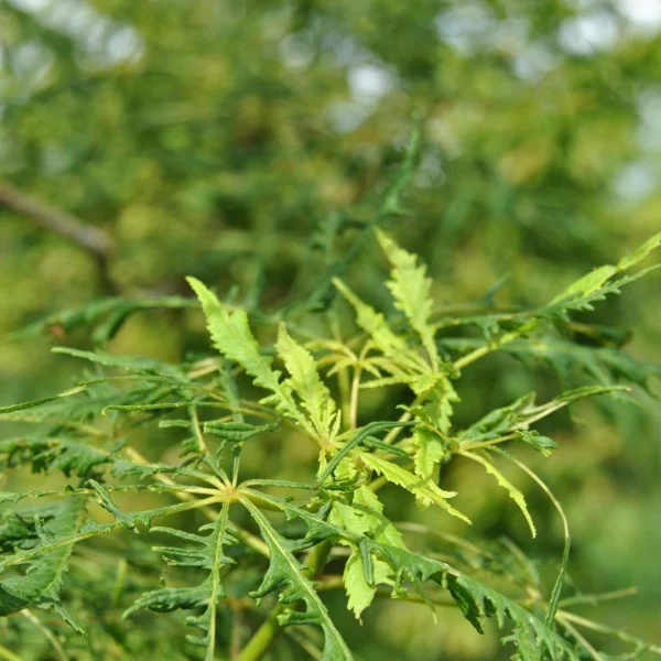 Aesculus 'Laciniata' – Aesculus 'Laciniata'