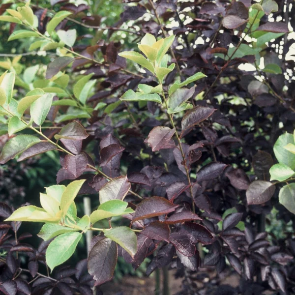 Prunus virginiana 'Shubert' – Prunus virginiana 'Shubert'