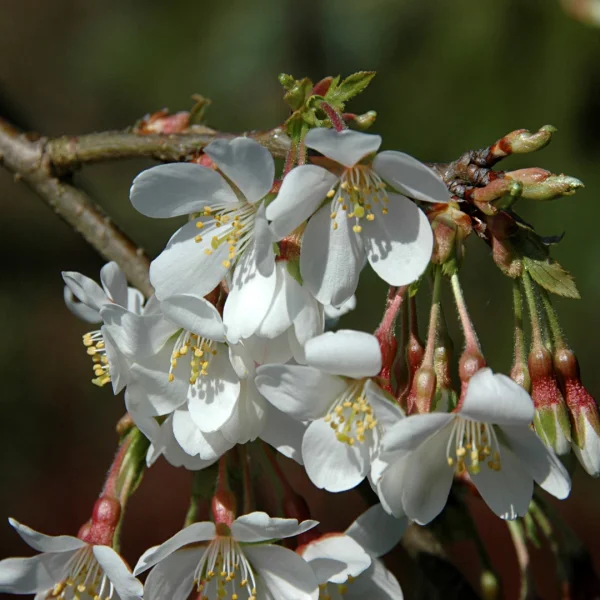 Prunus ×yedoensis 'Ivensii' – Prunus ×yedoensis 'Ivensii'