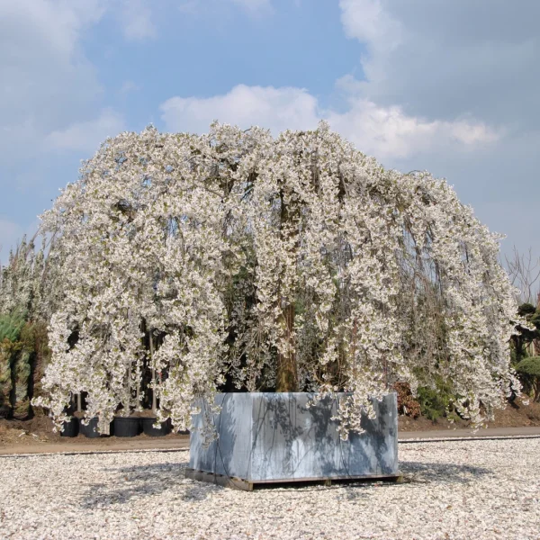 Prunus ×yedoensis 'Shidare-yoshino' – Prunus ×yedoensis 'Shidare-yoshino'