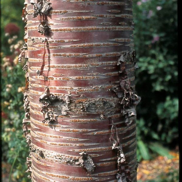 Prunus 'Mahogany Lustre' – Prunus 'Mahogany Lustre'