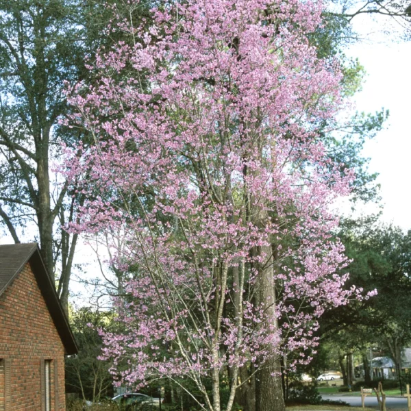 Prunus 'Okame' – Prunus 'Okame'
