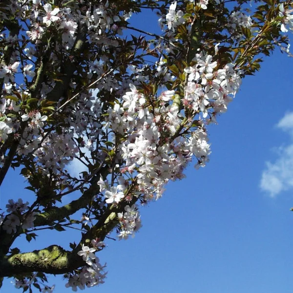 Prunus 'Pandora' – Prunus 'Pandora'