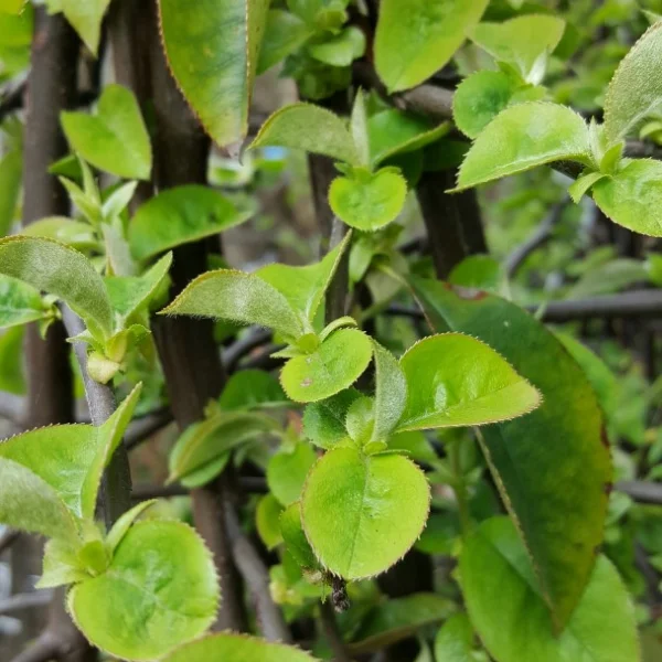 Pseudocydonia sinensis – Pseudocydonia sinensis