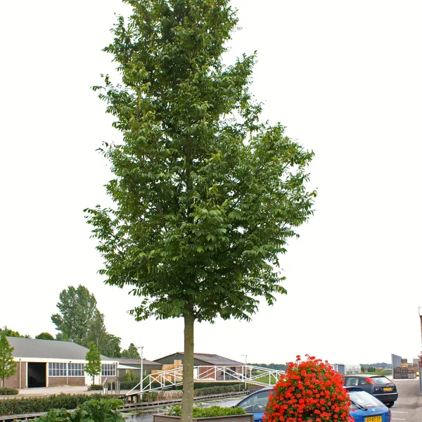 Pterocarya rhoifolia KYOTO CONVENTION ('Bokravention') – Pterocarya rhoifolia KYOTO CONVENTION ('Bokravention')