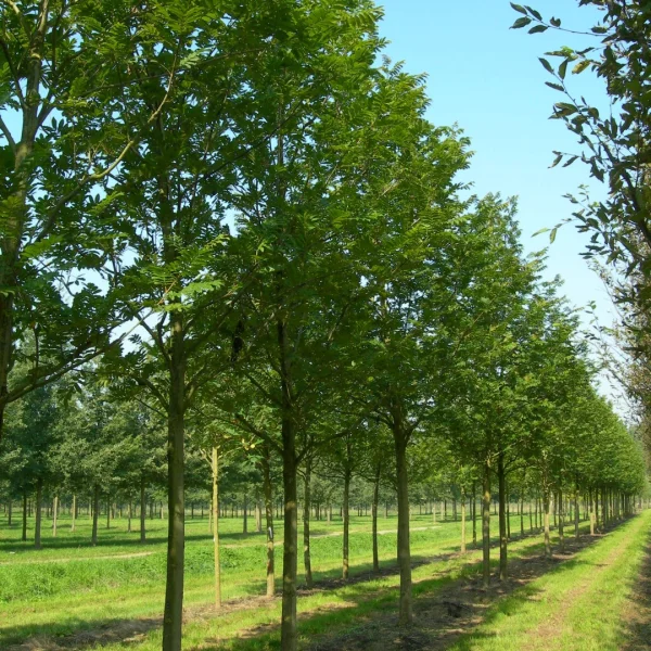 Pterocraya stenoptera – Chinese wing nut