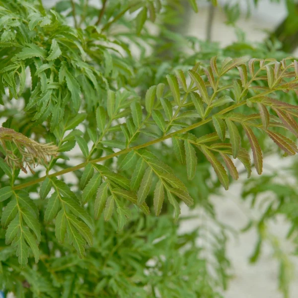 Pterocarya stenoptera 'Fern Leaf' – Pterocarya stenoptera 'Fern Leaf'