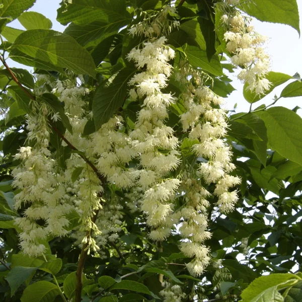 Pterostyrax hispida – Epaulette tree