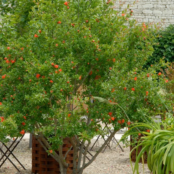 Punica granatum – Pomegranate