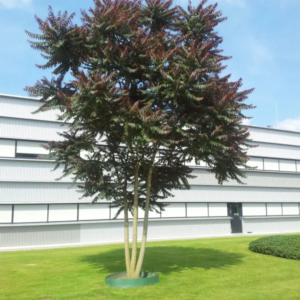 Ailanthus altissima 'Sangiovese' – Ailanthus altissima 'Sangiovese'