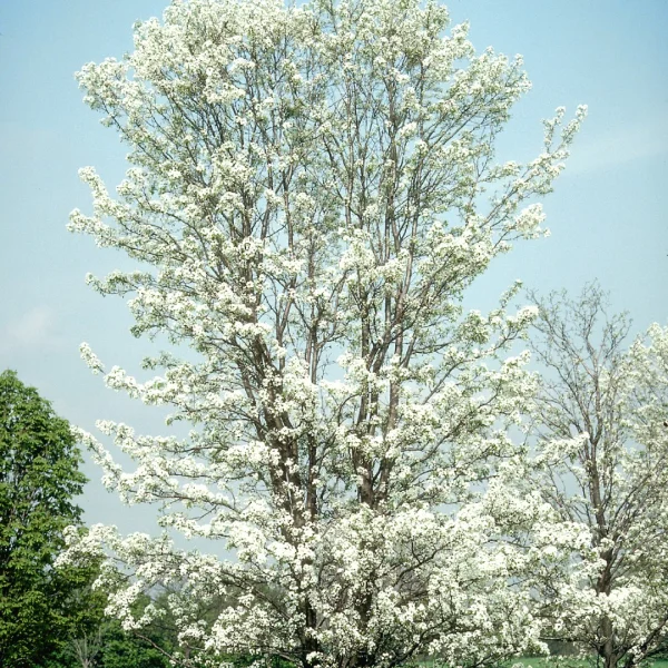 Pyrus calleryana 'Aristocrat' – Pyrus calleryana 'Aristocrat'