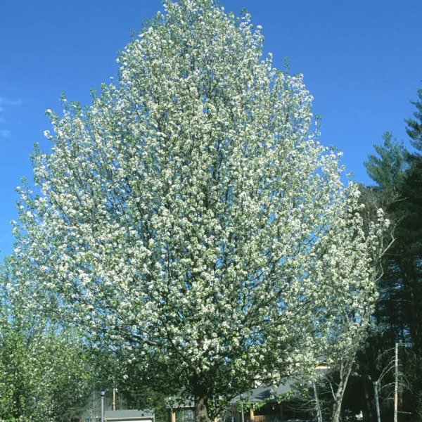 Pyrus calleryana 'Bradford' – Pyrus calleryana 'Bradford'