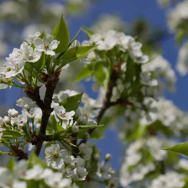 Pyrus calleryana 'Redspire' – Pyrus calleryana 'Redspire'