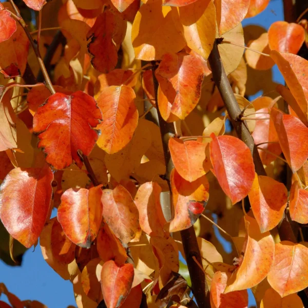 Pyrus communis 'Beech Hill' – Pyrus communis 'Beech Hill'