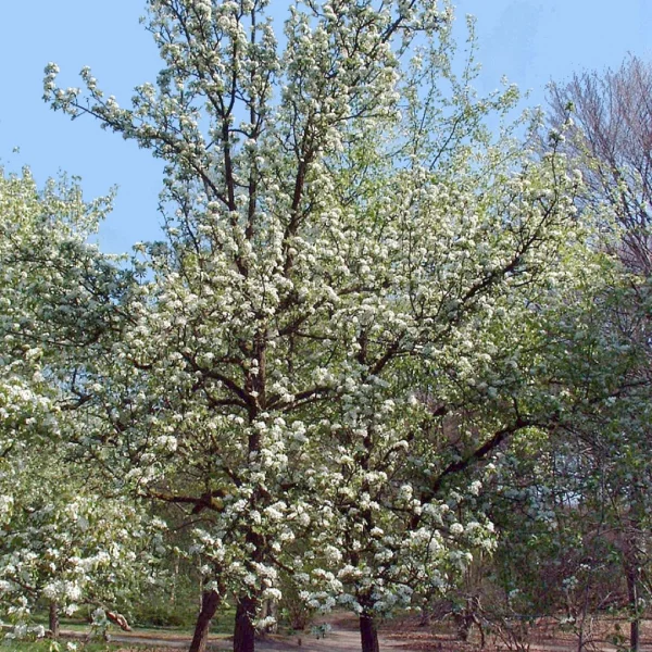 Pyrus nivalis – Snow pear