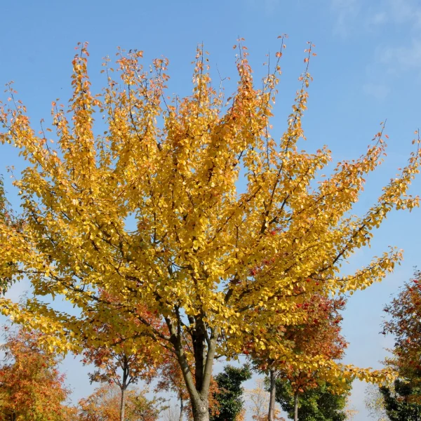 Pyrus regelii – Pyrus regelii