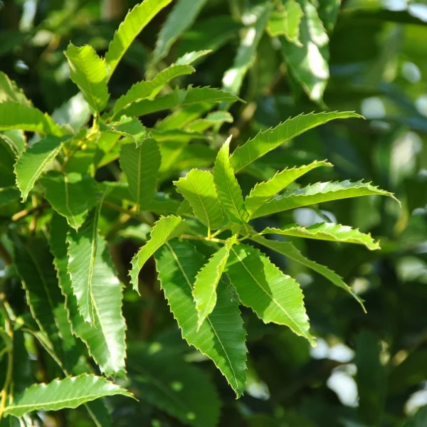 Quercus acutissima – Japanese oak, Asian Chestnut oak, Sawtooth oak