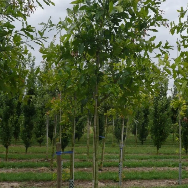 Quercus alba 'Longigemma' – Quercus alba 'Longigemma'